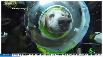 Un perro aprende a bucear y el vídeo de su experiencia bajo el agua arrasa en TikTok