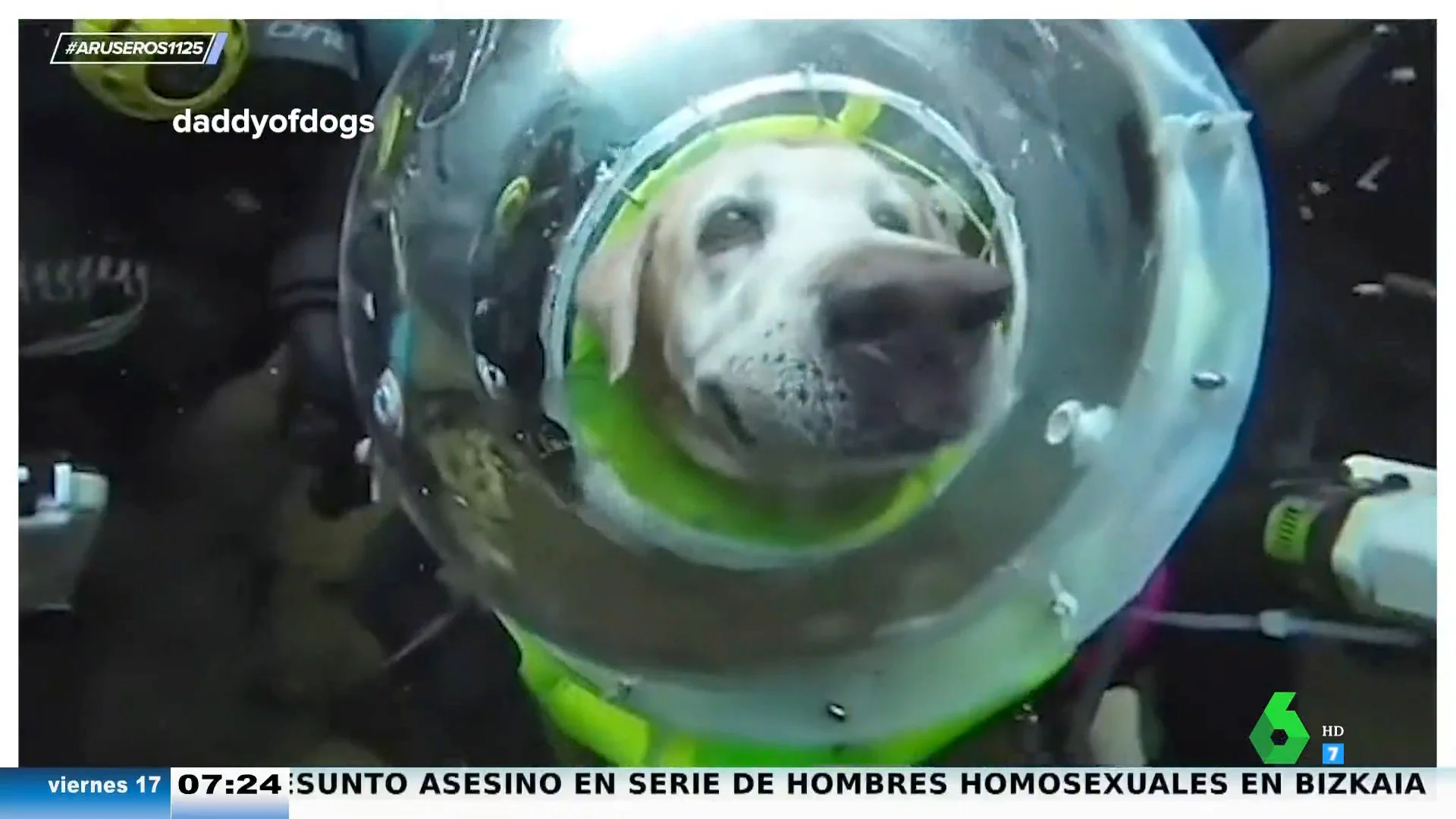 Un perro aprende a bucear y el vídeo de su experiencia bajo el agua arrasa en TikTok