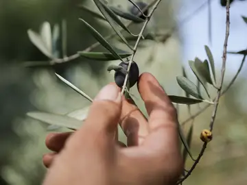 Un hombre coge una aceituna de una rama de un olivo durante el comienzo de la temporada del aceite en la comarca de Quiroga