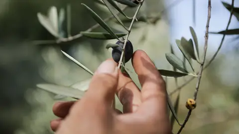 Un hombre coge una aceituna de una rama de un olivo durante el comienzo de la temporada del aceite en la comarca de Quiroga