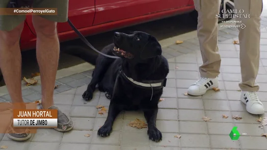 El coche es un elemento totalmente extraño a la naturaleza de los cánidos, por eso es importante enseñarles gradualmente. Para conseguirlo, Ío Almagro, la experta en educación canina de Como el Perro y el Gato, nos explica cómo hacerlo de una forma divertida y respetuosa para toda la familia El coche es un elemento totalmente extraño a la naturaleza de los cánidos, por eso es importante enseñarles gradualmente. Para conseguirlo, Ío Almagro, la experta en educación canina de Como el Perro y el Gato, nos explica cómo hacerlo de una forma divertida y respetuosa para toda la familia