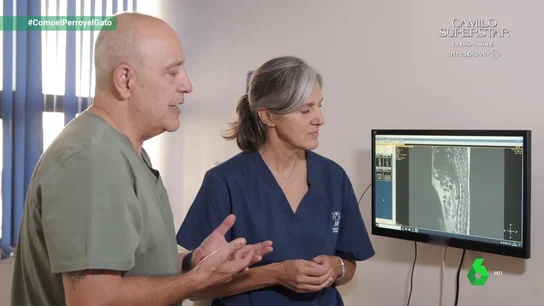 Las hernias discales en Teckels: una patología común de la raza que debe ser valorada por expertos en neurología veterinaria Las hernias discales en Teckels: una patología común de la raza que debe ser valorada por expertos en neurología veterinaria