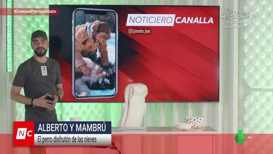 Un gato que se cree pitbull y un perro llevando un palo gigante Un gato que se cree pitbull y un perro llevando un palo gigante