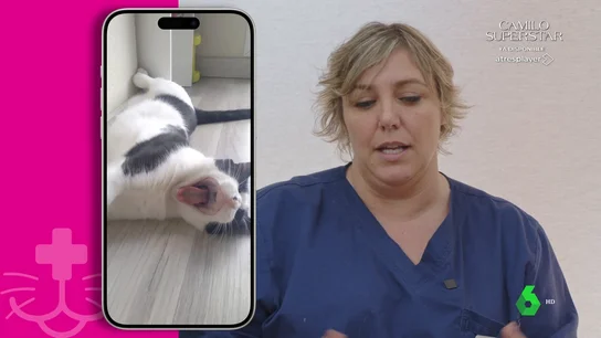 La artrosis y el estreñimiento en gatos: una relación de causa y efecto La artrosis y el estreñimiento en gatos: una relación de causa y efecto