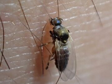 Hallan en Almeria una especie nueva de mosca negra en Europa