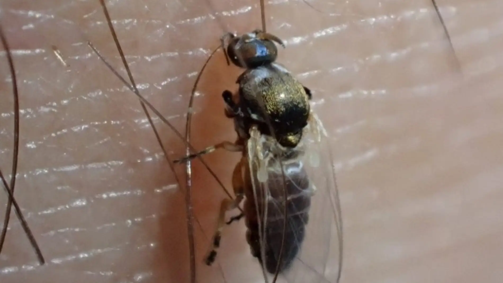 Hallan en Almeria una especie nueva de mosca negra en Europa