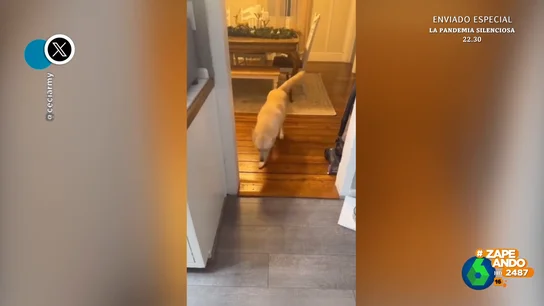 La travesura de un perro que no termina demasiado bien: "No sé qué hacer" La travesura de un perro que no termina demasiado bien: "No sé qué hacer"