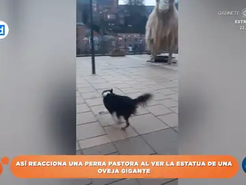Así reacciona una perrita pastora tras ver una estatua gigante de una oveja en la calle