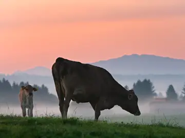 Un nutriente procedente de carnes rojas y lácteos mejora la respuesta inmune contra el cáncer Un nutriente procedente de carnes rojas y lácteos mejora la respuesta inmune contra el cáncer