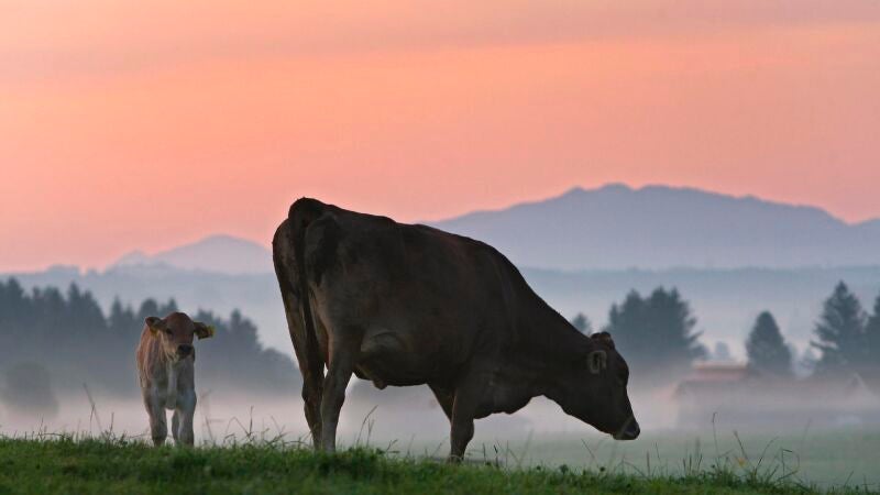 Un nutriente procedente de carnes rojas y lácteos mejora la respuesta inmune contra el cáncer 