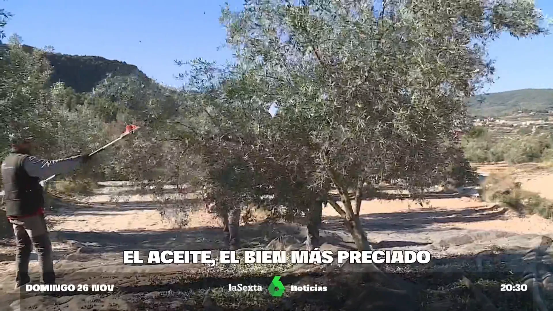 El aumento de precio de la aceituna la convierte en un atractivo para los ladrones