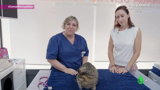 El dicho “eres peor que un dolor de muelas” en el mundo de los gatos El dicho “eres peor que un dolor de muelas” en el mundo de los gatos