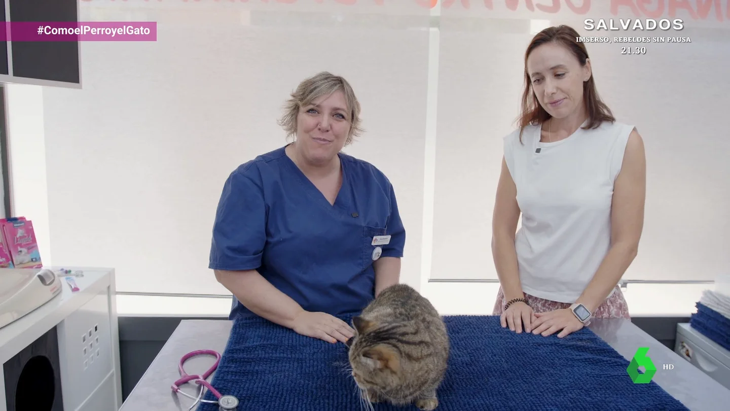El dicho “eres peor que un dolor de muelas” en el mundo de los gatos El dicho “eres peor que un dolor de muelas” en el mundo de los gatos