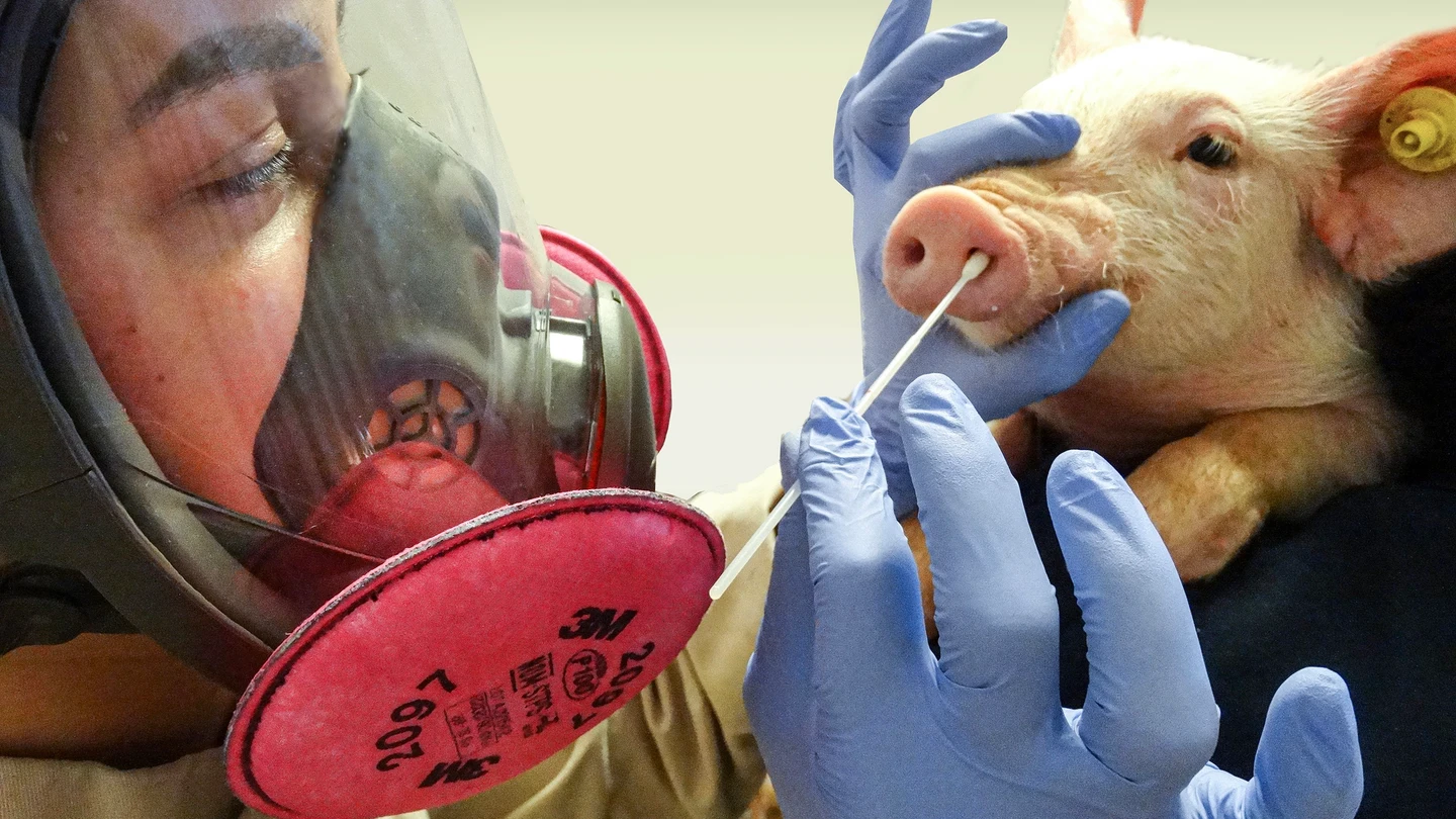Una doctora frotando un hocico de cerdo para recolectar muestras para detectar el virus de la influenza A. Una doctora frotando un hocico de cerdo para recolectar muestras para detectar el virus de la influenza A.