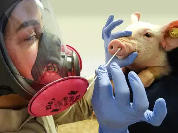 Una doctora frotando un hocico de cerdo para recolectar muestras para detectar el virus de la influenza A.