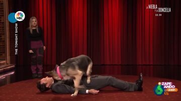 Jimmy Fallon es 'atacado' en pleno directo por un perro: "¿Qué acaba de pasar?"