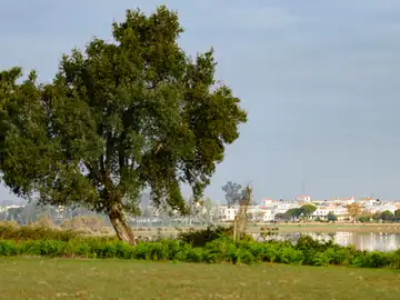 Vista de las marismas junto a la aldea de El Rocío en el Parque Nacional de Doñana 