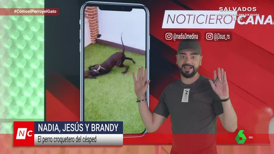 Una rata obesa atascada en una alcantarilla y el cazador que dio una patada a un oso Una rata obesa atascada en una alcantarilla y el cazador que dio una patada a un oso