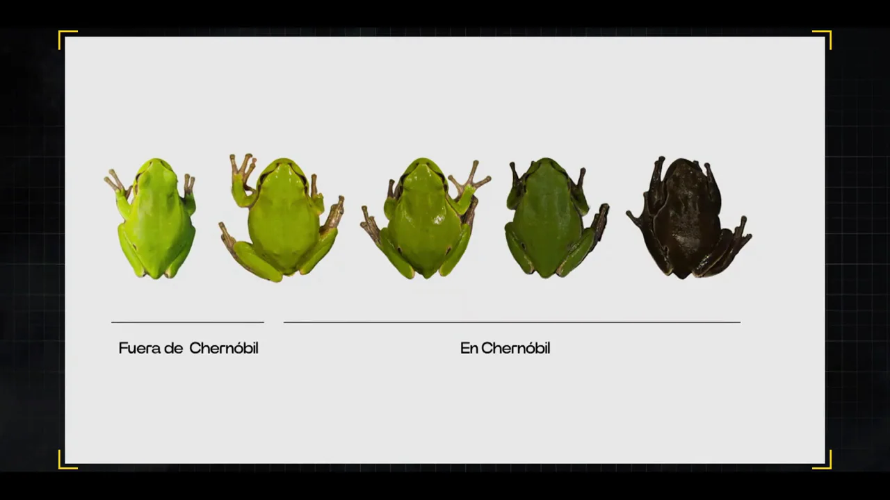 Las ranas negras y el bosque rojo de Chernóbil: así responde la naturaleza tras una catástrofe nuclear