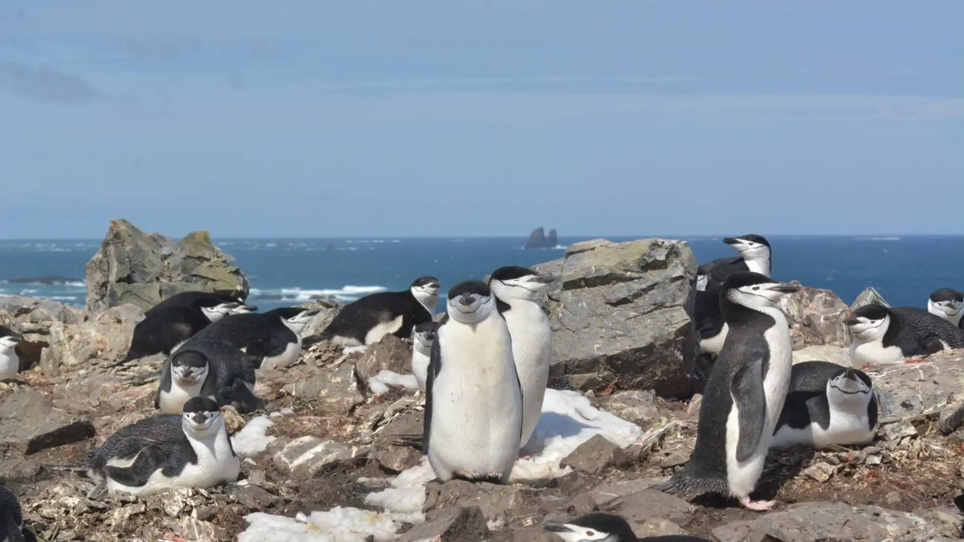 Los pingueinos barbijo duermen miles de veces al dia durante segundos Los pingueinos barbijo duermen miles de veces al dia durante segundos