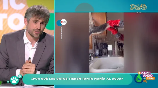 "Los gatos solo nadan por supervivencia": el veterinario Víctor Algra explica por qué los gatos tienen fobia al agua "Los gatos solo nadan por supervivencia": el veterinario Víctor Algra explica por qué los gatos tienen fobia al agua