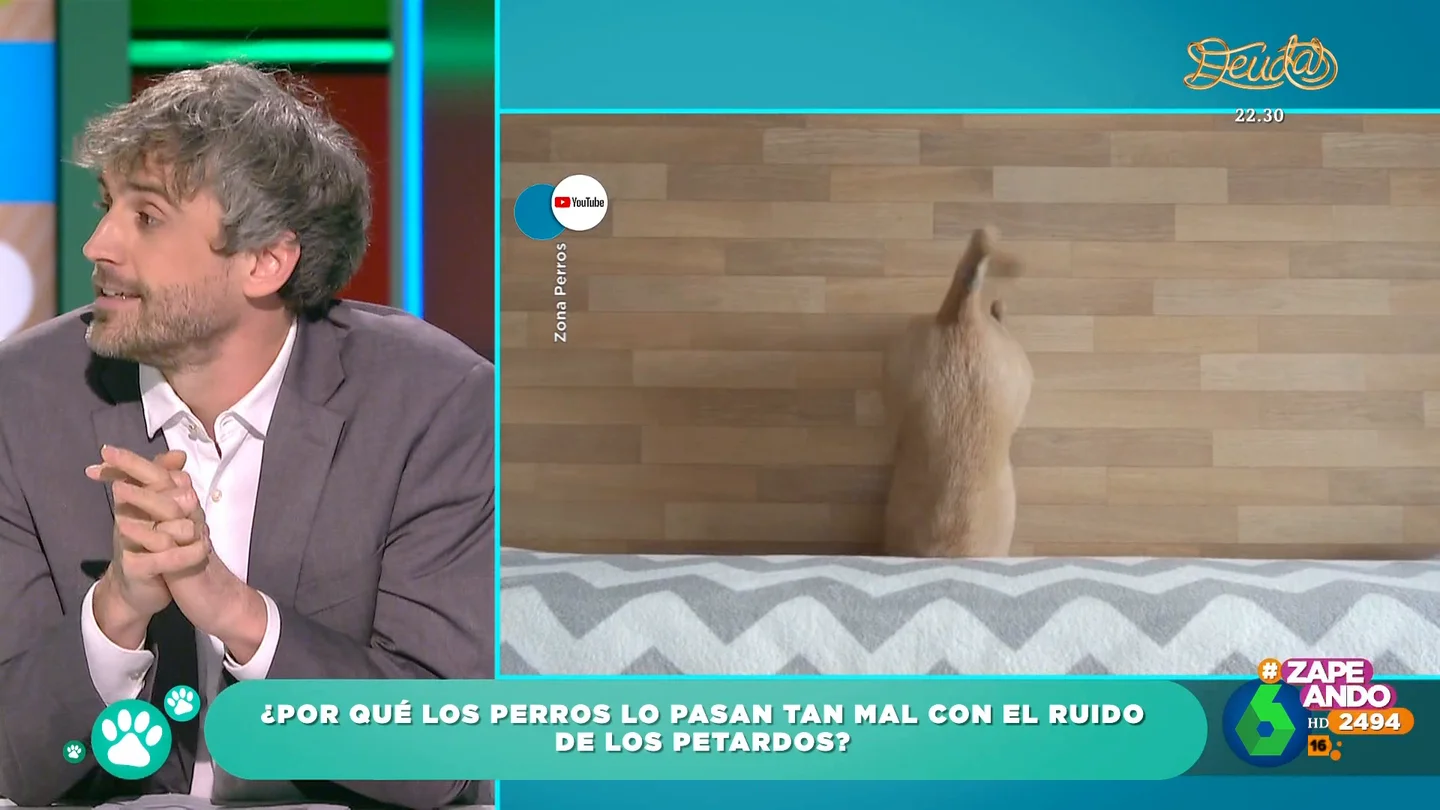 El veterinario Víctor Algra explica por qué los animales lo pasan tan mal con el ruido de los petardos El veterinario Víctor Algra explica por qué los animales lo pasan tan mal con el ruido de los petardos