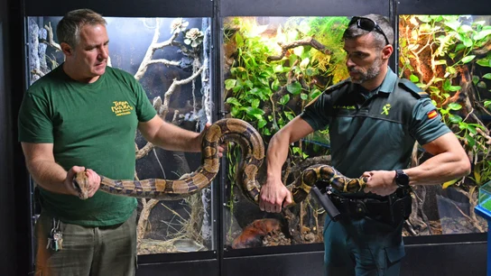 La boa constrictor decomisada tras caer desde una terraza en Alicante. La boa constrictor decomisada tras caer desde una terraza en Alicante.