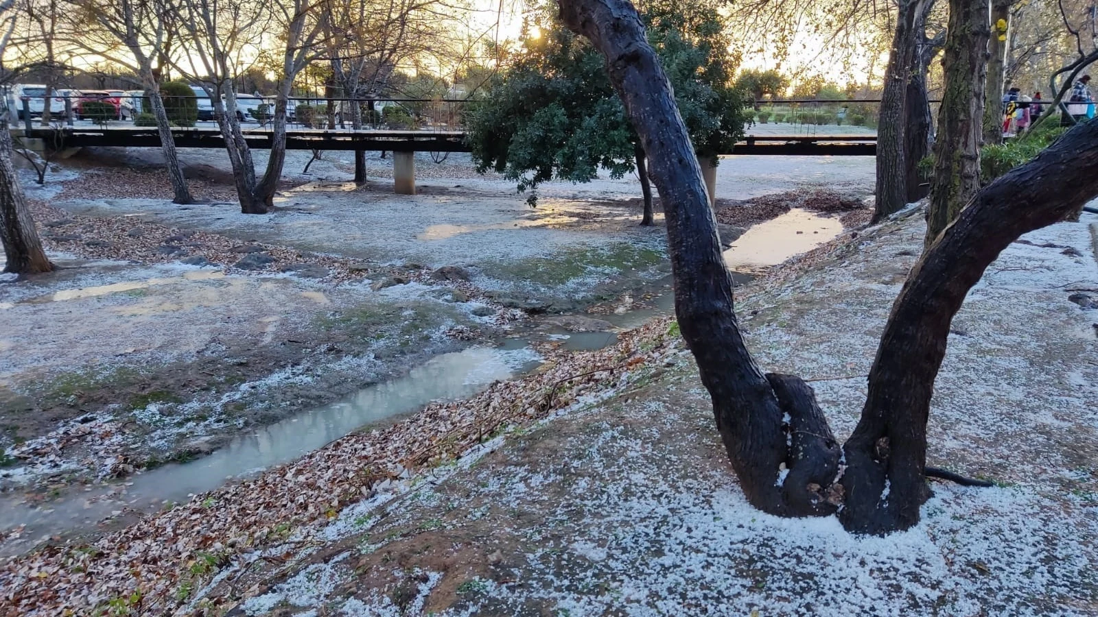 Heladas en el Parc Bit por las bajas temperaturas.