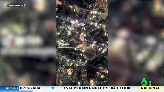 El adorable gatito que se camufla entre la decoración para colarse en el árbol de Navidad El adorable gatito que se camufla entre la decoración para colarse en el árbol de Navidad