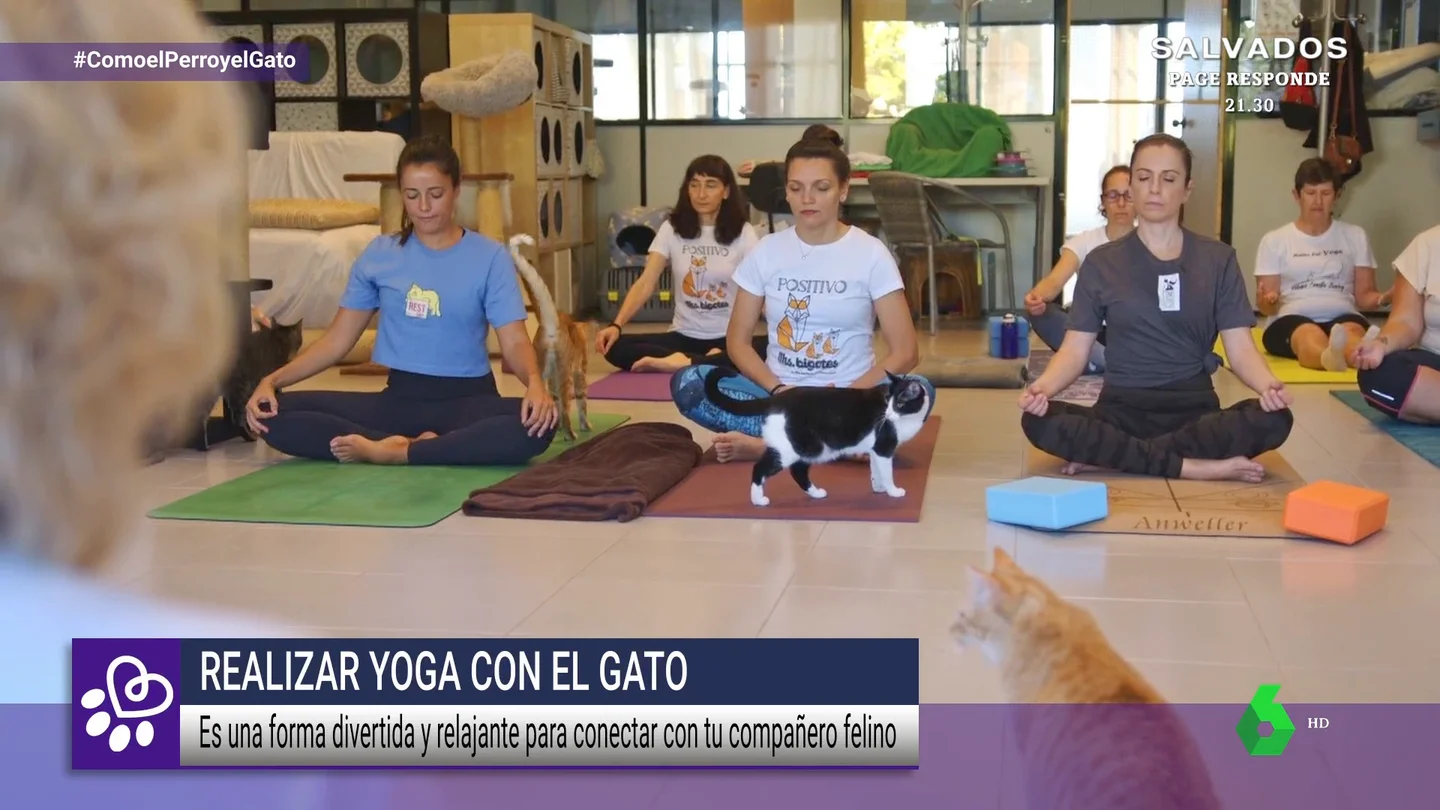 Conecta cuerpo, mente y espíritu con los mejores maestros de yoga: los gatos Conecta cuerpo, mente y espíritu con los mejores maestros de yoga: los gatos