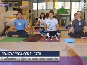 Conecta cuerpo, mente y espíritu con los mejores maestros de yoga: los gatos