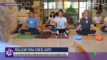 Conecta cuerpo, mente y espíritu con los mejores maestros de yoga: los gatos