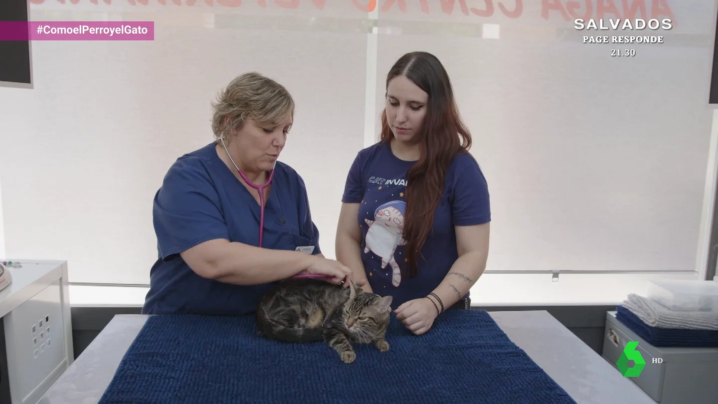 Las dos grandes mentiras sobre las bolas de pelo en gatos: no es normal que vomiten ni tampoco que tosan Las dos grandes mentiras sobre las bolas de pelo en gatos: no es normal que vomiten ni tampoco que tosan