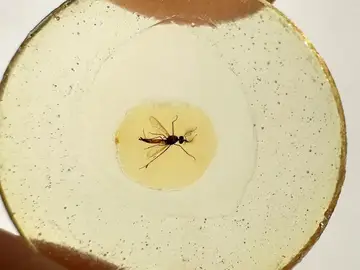 El fósil de mosquito más antiguo sugiere que hace 150 millones de años eran los machos los que succionaban sangre El fósil de mosquito más antiguo sugiere que hace 150 millones de años eran los machos los que succionaban sangre
