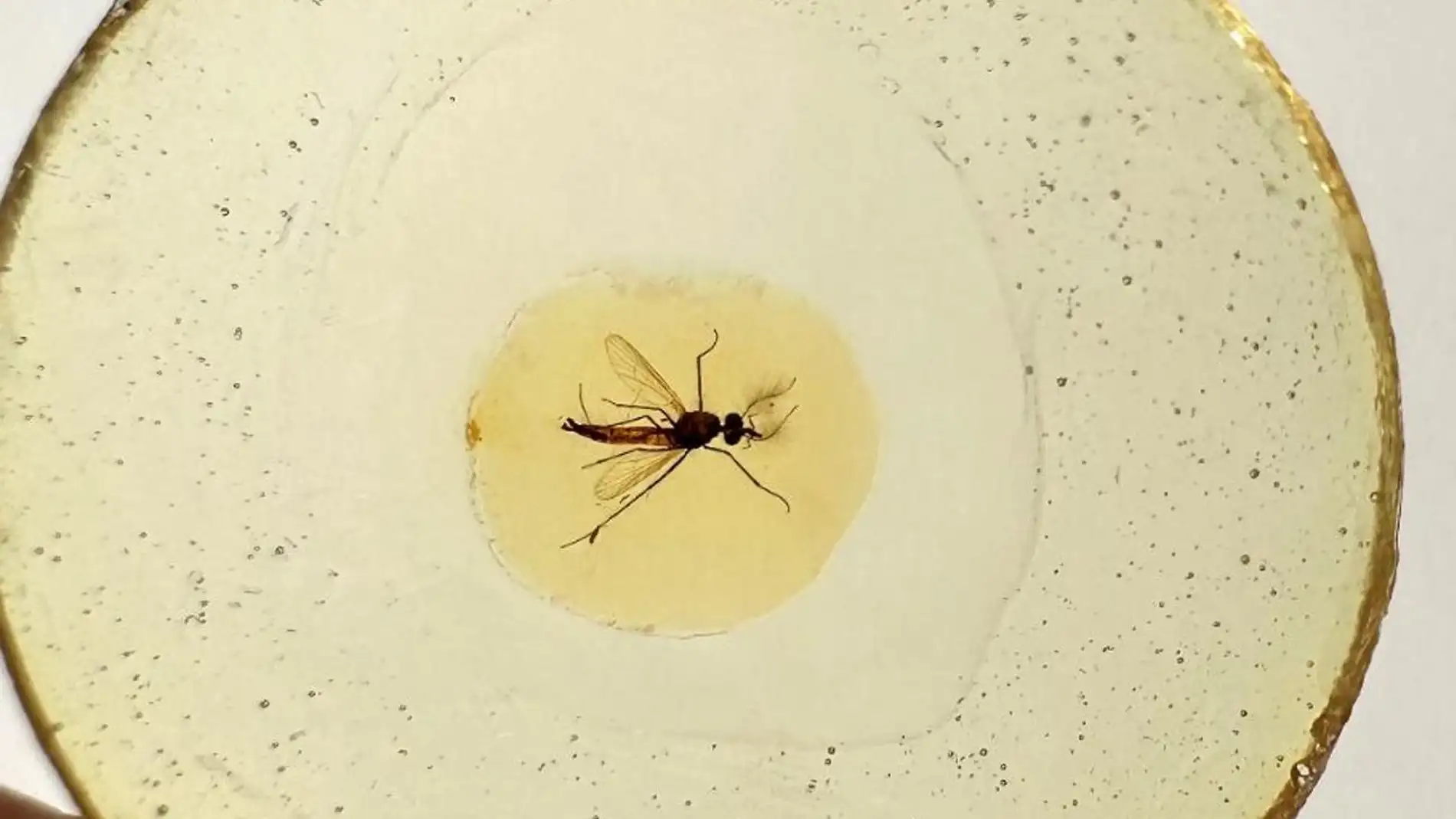 El fósil de mosquito más antiguo sugiere que hace 150 millones de años eran los machos los que succionaban sangre