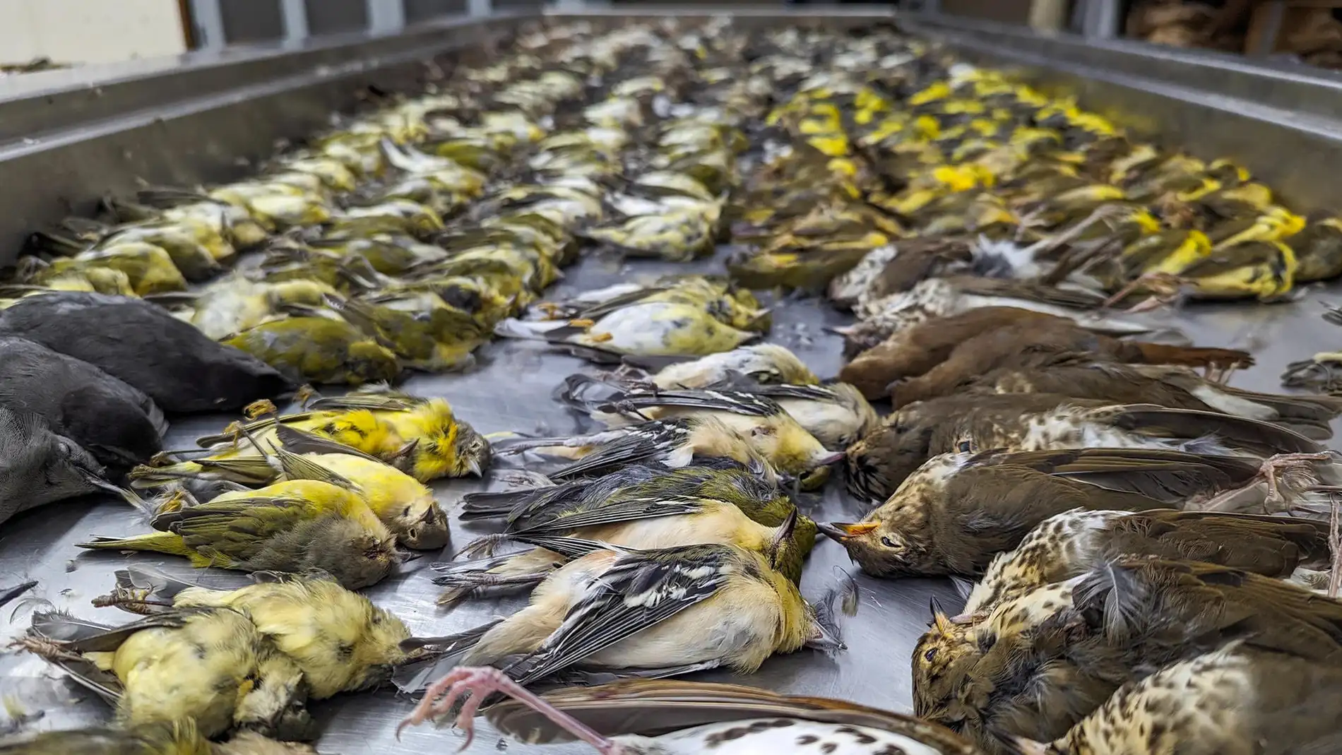 Reducir la contaminación lumínica es imprescindible para salvar a las aves migratorias