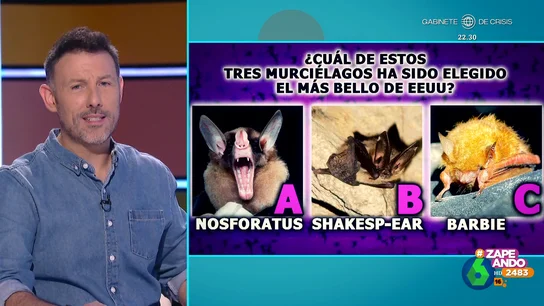 ¿Cuál es el murciélago más bello de Estados Unidos? "Cuando ves esas orejas te enamoras", afirma Dani Mateo al descubrir en este vídeo de Zapeando quién es el ganador de este concurso de belleza real en el que se decide cuál es el murciélago más bonito de Estados Unidos.