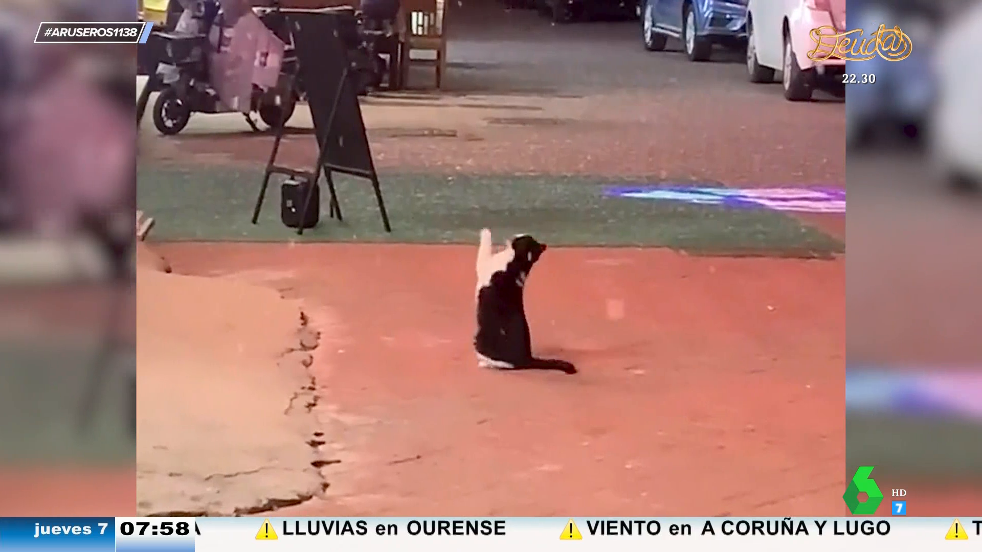 El divertido vídeo viral del gato que intenta atrapar copos de nieve: 