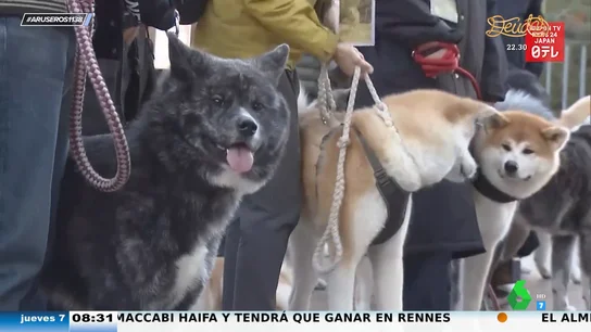 Japón organiza un emotivo paseo canino de Akita para homenajear a Hachiko, el perro más fiel de la historia Japón organiza un emotivo paseo canino de Akita para homenajear a Hachiko, el perro más fiel de la historia