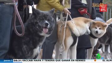 Japón organiza un emotivo paseo canino de Akita para homenajear a Hachiko, el perro más fiel de la historia