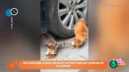 La infalible técnica de un gato para mantener a otro "a raya" y no se acerque a su comida La infalible técnica de un gato para mantener a otro "a raya" y no se acerque a su comida
