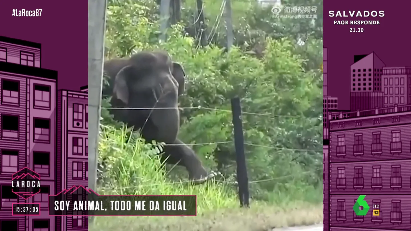 Un elefante se encuentra una verja electrificada Un elefante se encuentra una verja electrificada