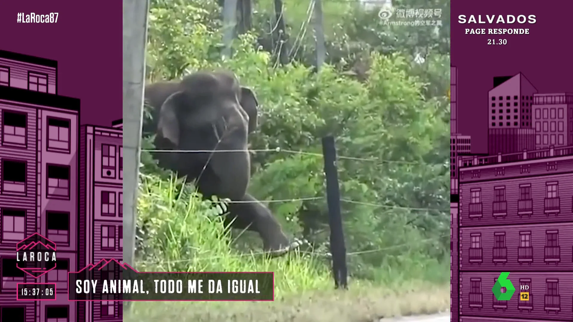 Un elefante se encuentra una verja electrificada