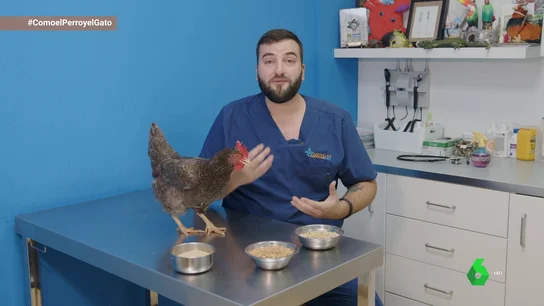 En polvo, en grano o en pellet, ¿cuál es el mejor alimento para las gallinas? En polvo, en grano o en pellet, ¿cuál es el mejor alimento para las gallinas?