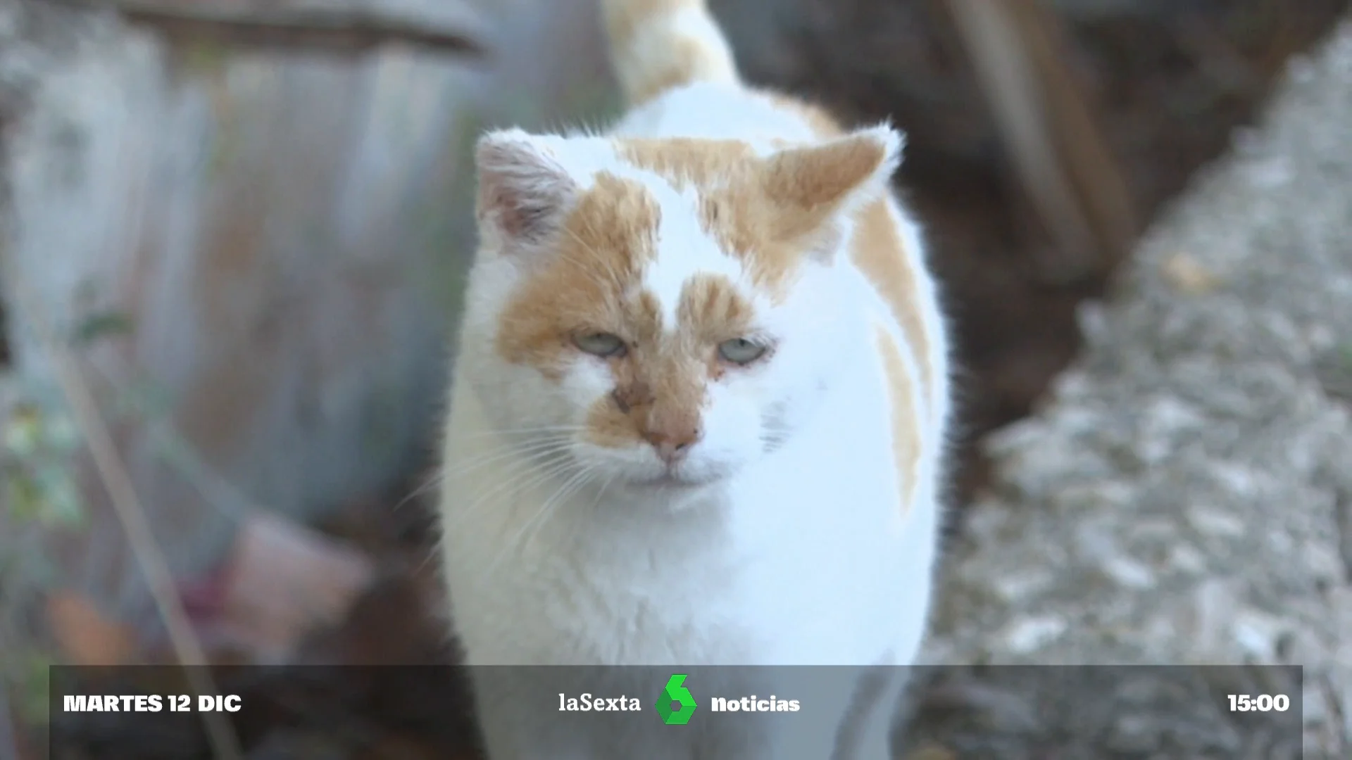 gatos en altea