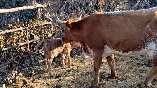 Imagen de la vaca con su ternero tras el parto. Imagen de la vaca con su ternero tras el parto.