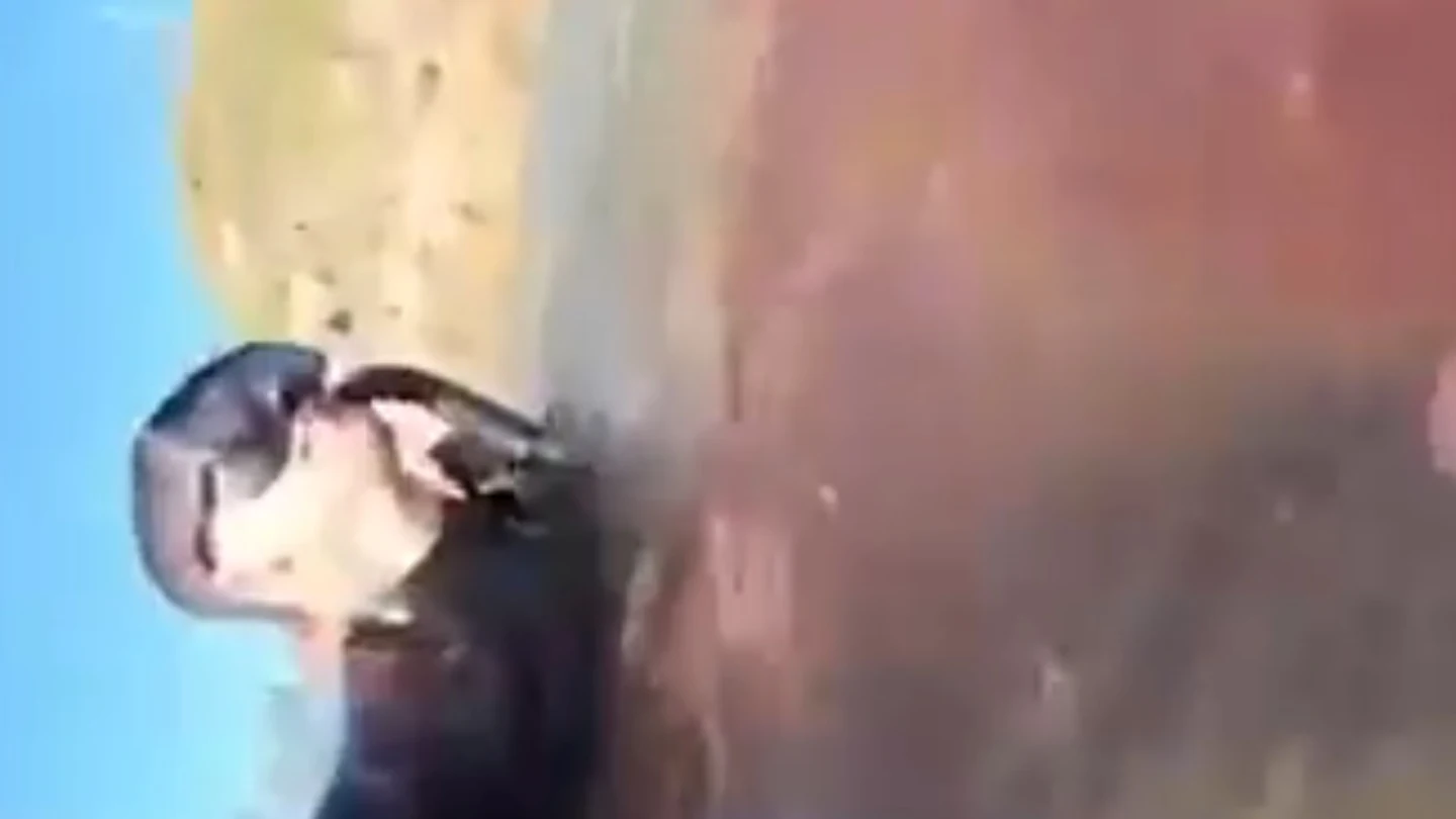Un buceador graba el salvaje ataque de un tiburón: "Pensé que no sobreviviría..." Un buceador graba el salvaje ataque de un tiburón: "Pensé que no sobreviviría..."