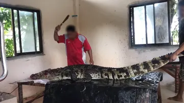 Unos hombres golpean a un cocodrilo en la granja Phokkathara en la provincia de Chiang Rai, Tailandia.