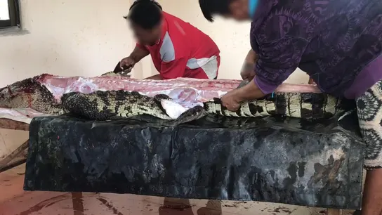 Unos hombres despellejan a un cocodrilo en la granja Phokkathara en la provincia de Chiang Rai, Tailandia. Unos hombres despellejan a un cocodrilo en la granja Phokkathara en la provincia de Chiang Rai, Tailandia.