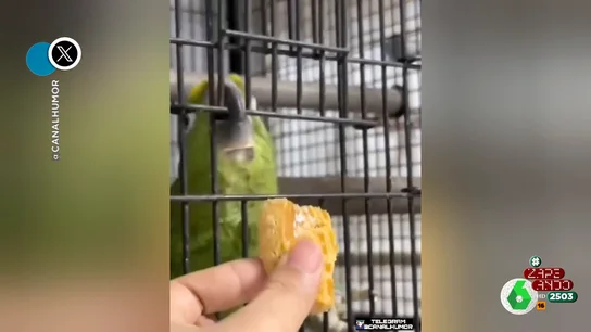 El aparatoso accidente de un loro mientras su dueño lo alimentaba El aparatoso accidente de un loro mientras su dueño lo alimentaba